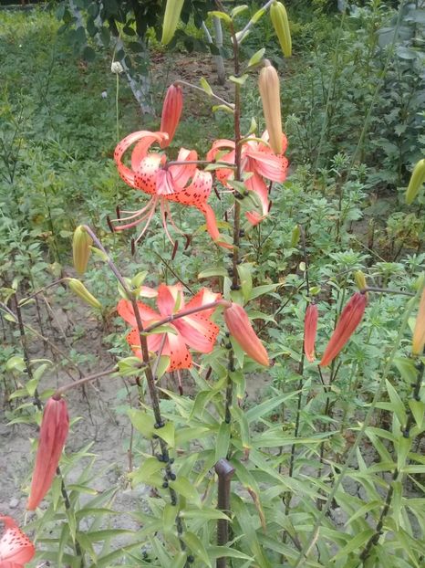  - Crini de gradina 2015- prezent