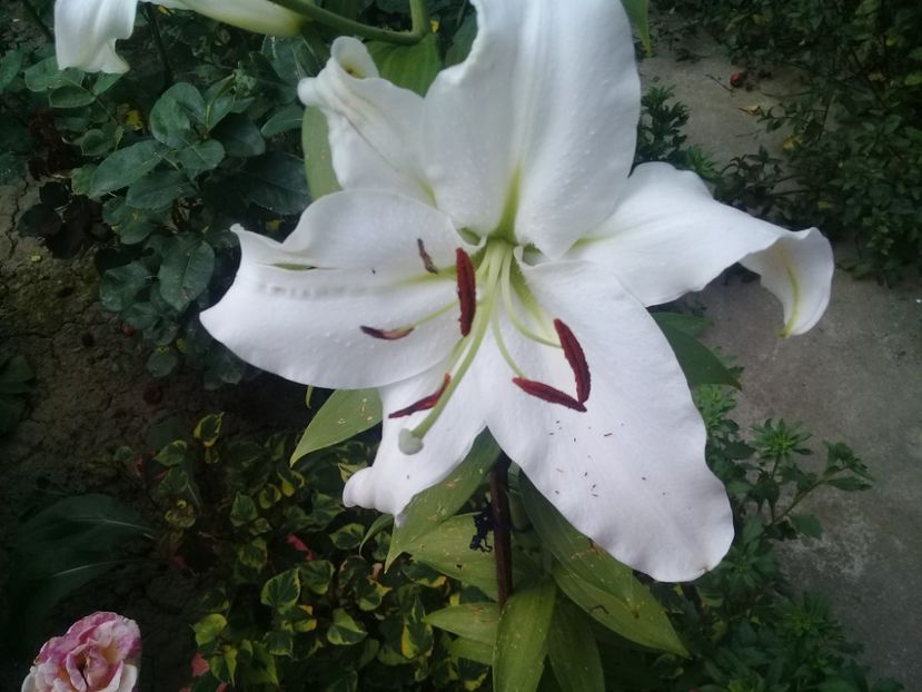  - Crini de gradina 2015- prezent