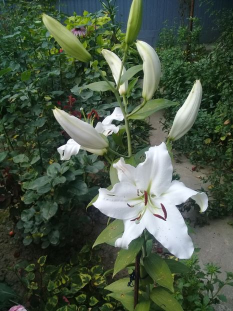  - Crini de gradina 2015- prezent