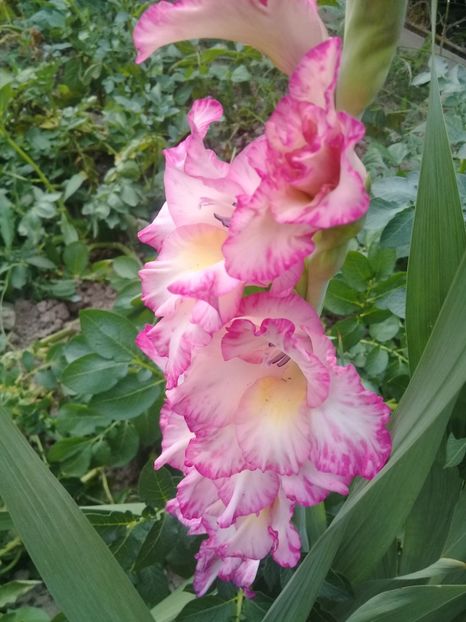  - Gladiole