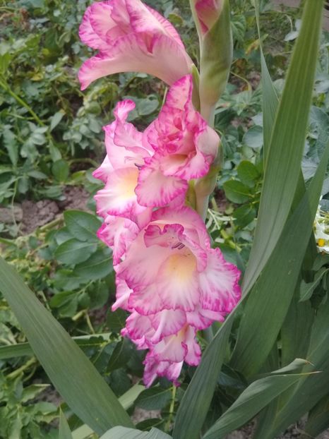  - Gladiole