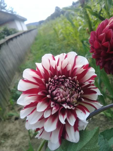  - Dalii