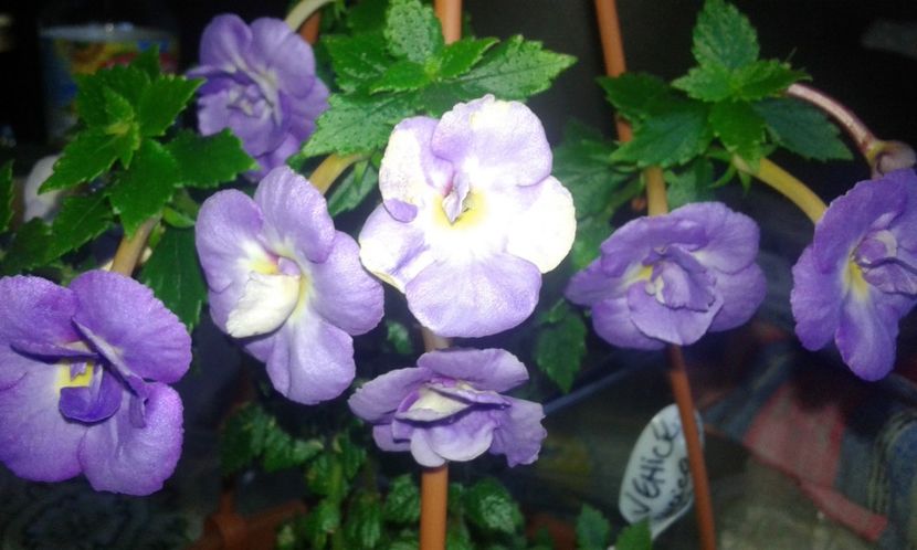 4/ Venice - 2019 - ACHIMENES