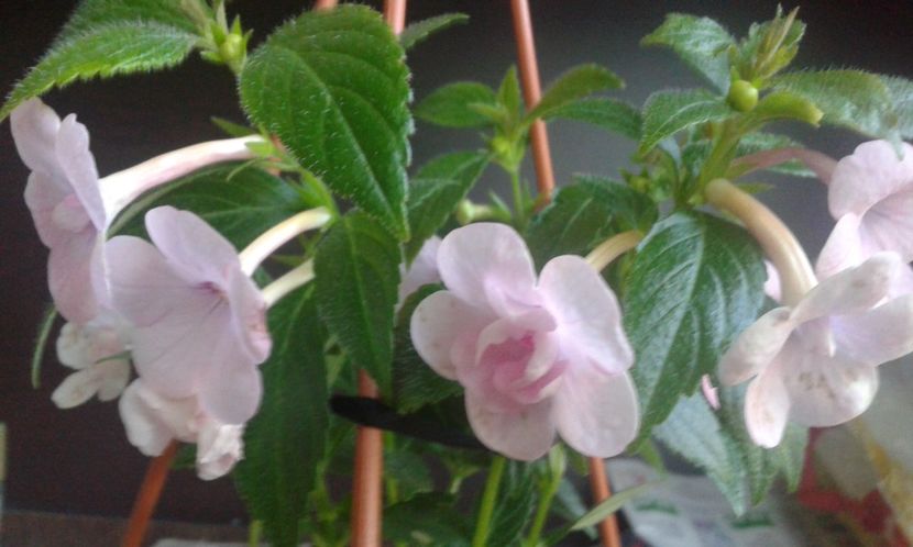 5/ Double Pynk Rosse - 2019 - ACHIMENES