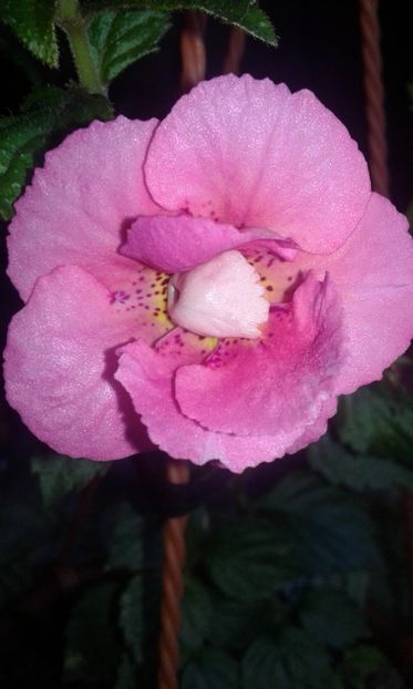 11/ Achimenes Silvia Cagnani - 2019 - ACHIMENES