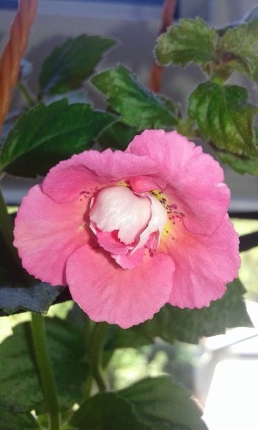 11 / Achimenes Silvia Cagnani - 2019 - ACHIMENES