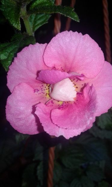 11 / Achimenes Silvia Cagnani - 2019 - ACHIMENES