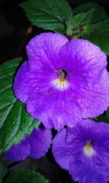 12 / Pulcherimma - 2019 - ACHIMENES