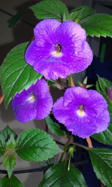 12 / Pulcherimma - 2019 - ACHIMENES