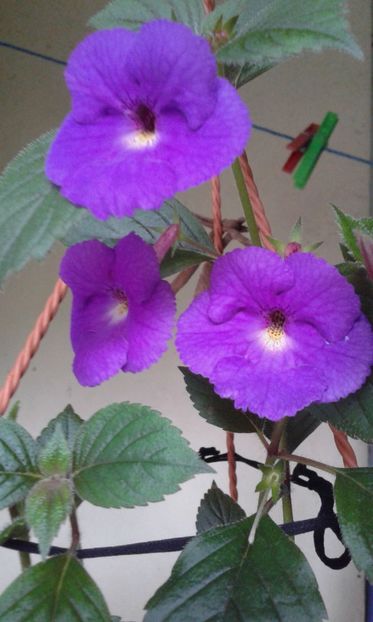 12 / Pulcherimma - 2019 - ACHIMENES