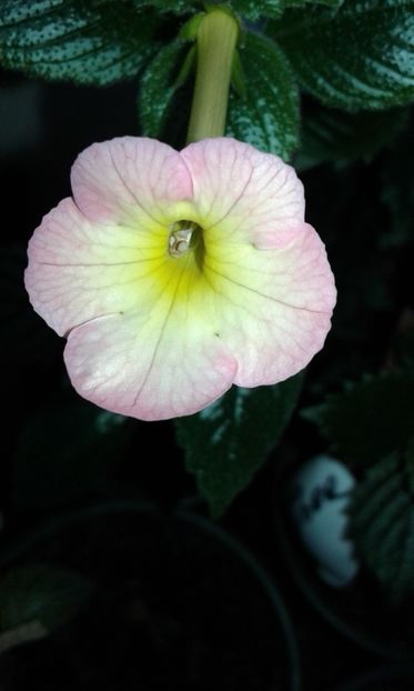 13 / Amie Saliba - 2019 - ACHIMENES