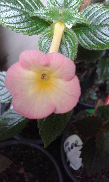 13 /  Amie Saliba - 2019 - ACHIMENES