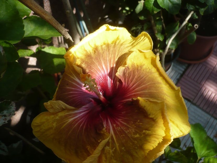 P1420239 - HIBISCUSI 2019-2
