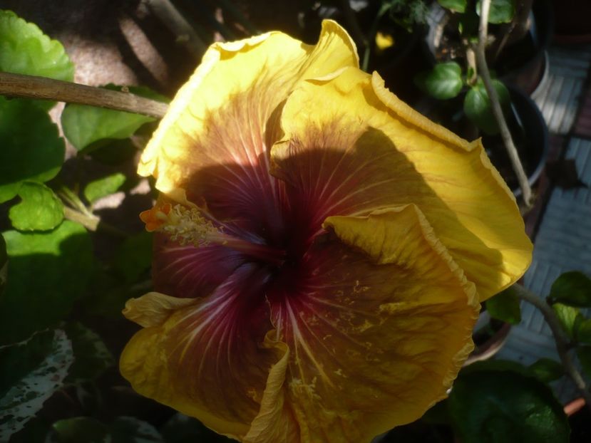 P1420240 - HIBISCUSI 2019-2
