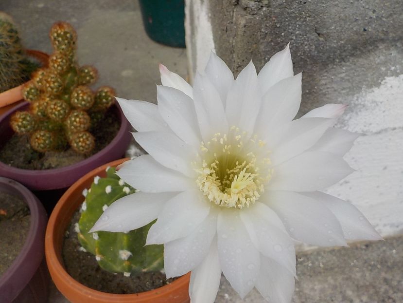  - echinopsis subdenudata