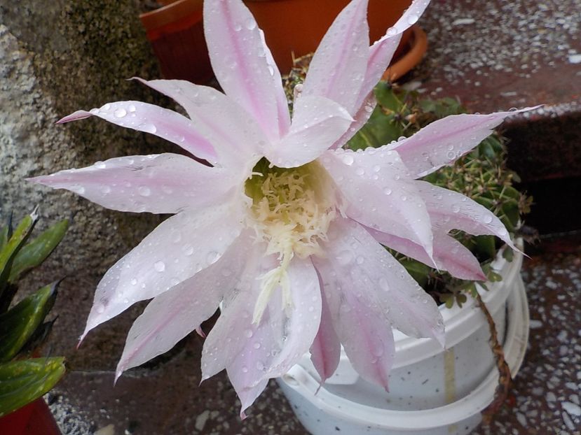  - echinopsis oxygona