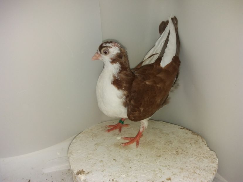 6982  femelă  2019 - Plecați ALBUM 2