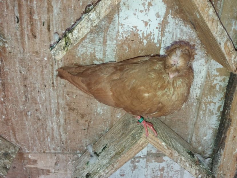 6922  femelă  2019 - Plecați ALBUM 2