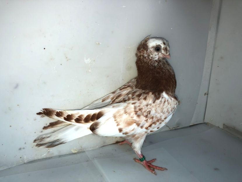 6932  mascul  2019 - Plecați ALBUM 2