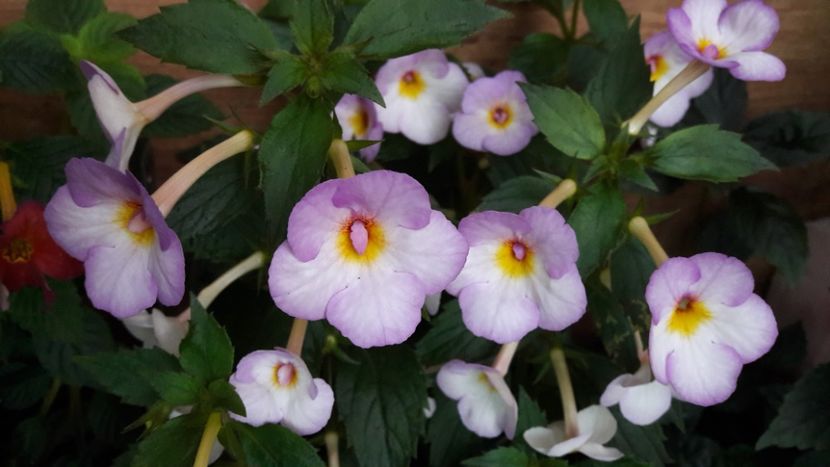 2019 - Messange Blanche