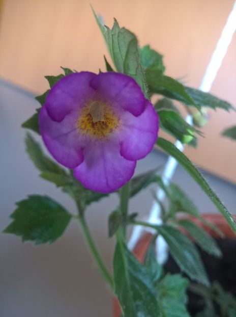 Daisy Boo - Achimenes si Achimenantha 2019