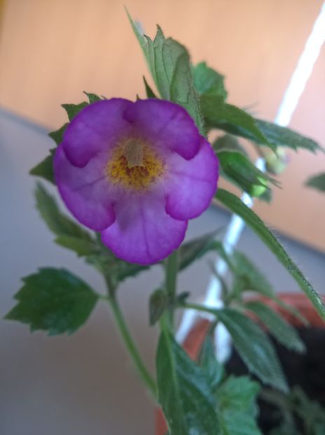 Daisy Boo - Achimenes si Achimenantha 2019