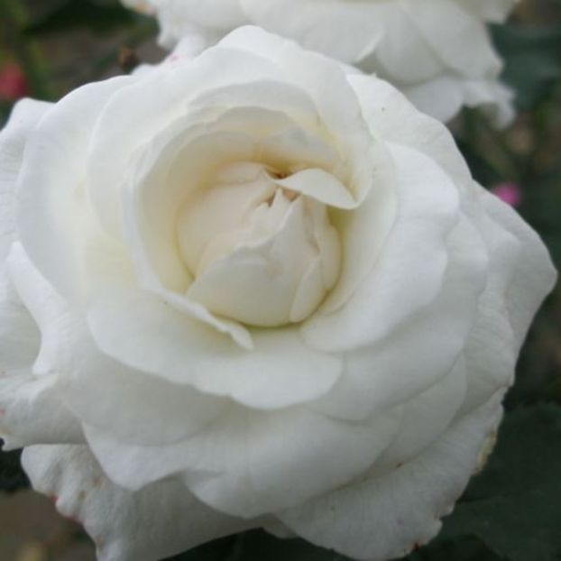 trandafir-istoric-boule-de-neige - BOULLE DE NEIGE