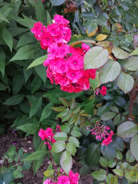  - 000 Phlox si Delphinium