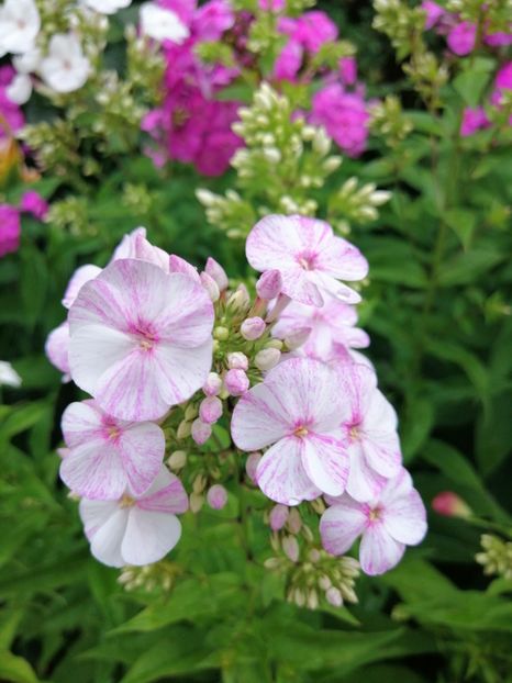  - 000 Phlox si Delphinium