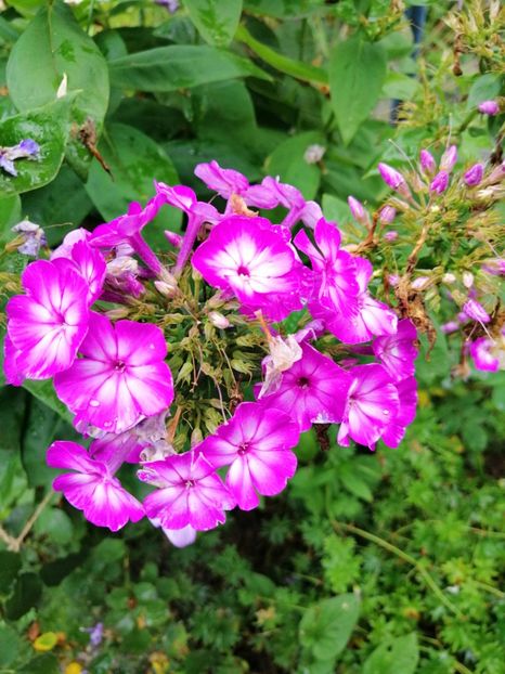  - 000 Phlox si Delphinium