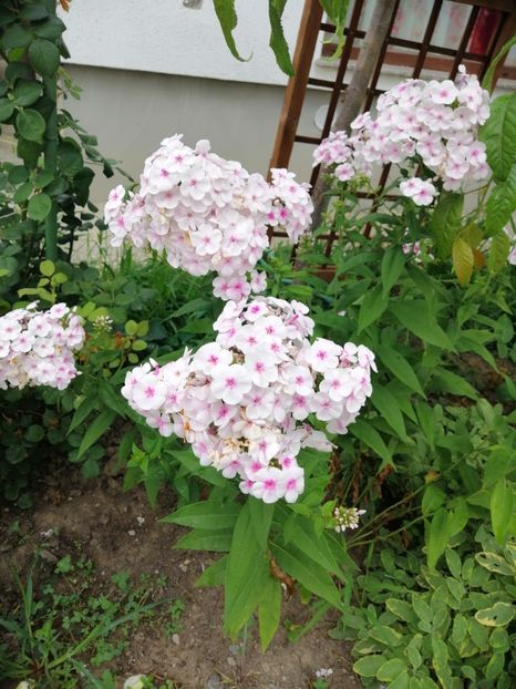  - 000 Phlox si Delphinium