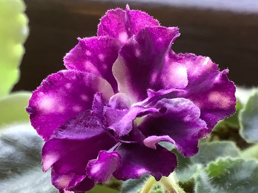 AE Avantiura - Violete