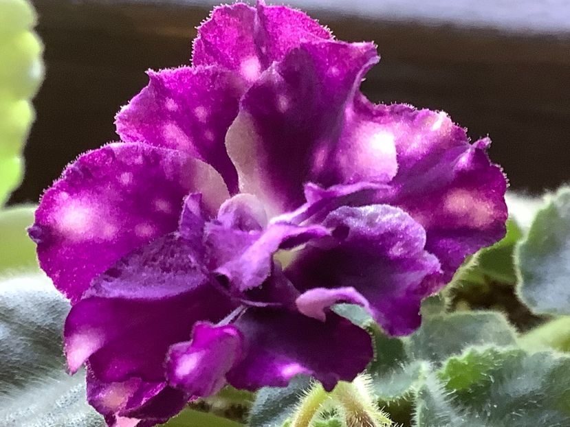 AE Avantiura - Violete