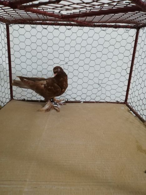  - Botoșăneni Pui 2019