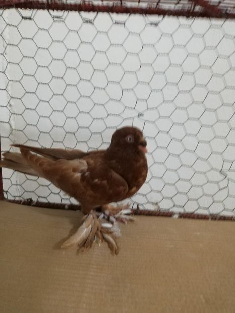  - Botoșăneni Pui 2019