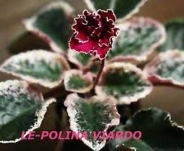 LE Polina Viardot - AA Violete in colecție poze net