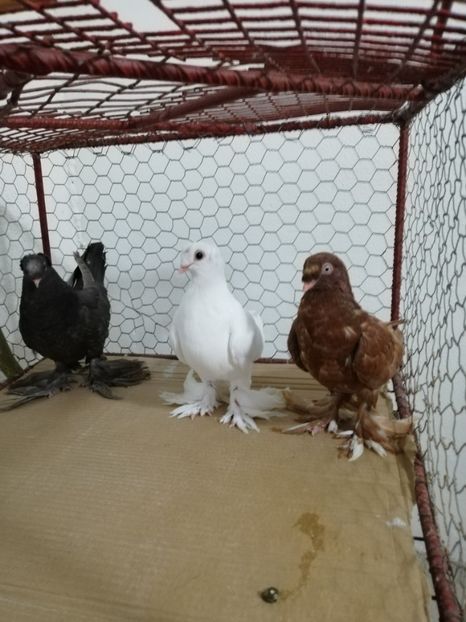  - Botoșăneni Pui 2019