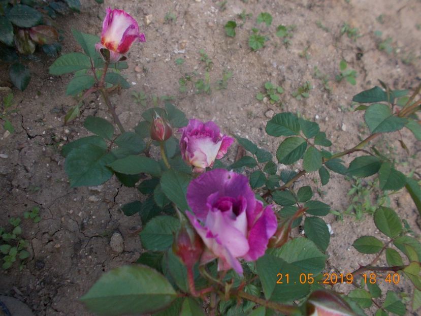 - TRANDAFIRI 2019-2
