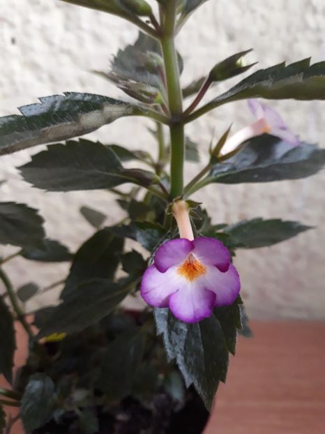 2019 - R20 - Daisy Boo