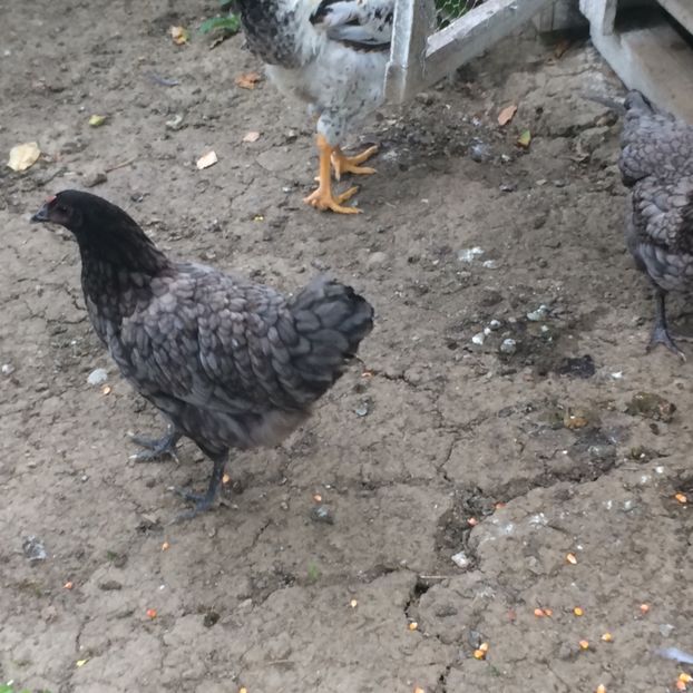 0983E240-4C4B-40BA-BCE4-DE0432D7E5C6 - Australorp albastru