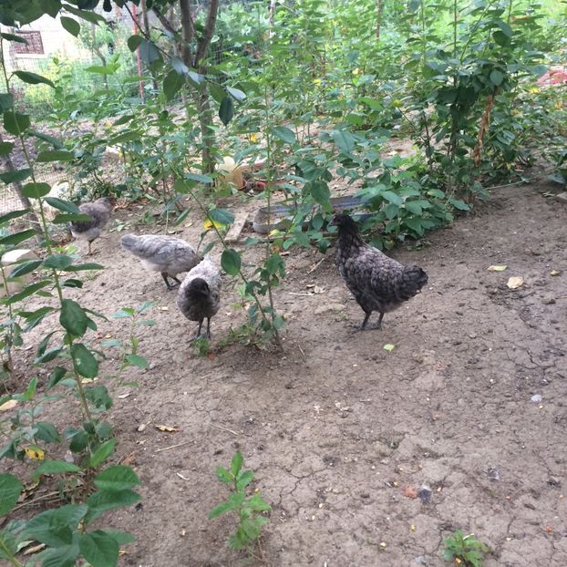 9E6E6398-A49B-4926-B0C1-34B4CB133B39 - Australorp albastru