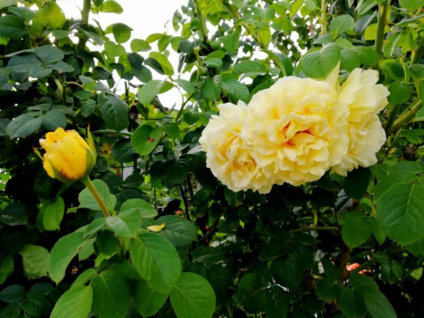  - Cyrano de Bergerac