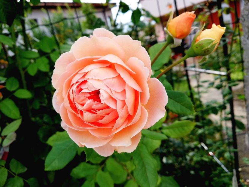  - Lady of Shallot