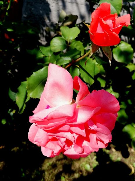  - Dee dee Bridgewater