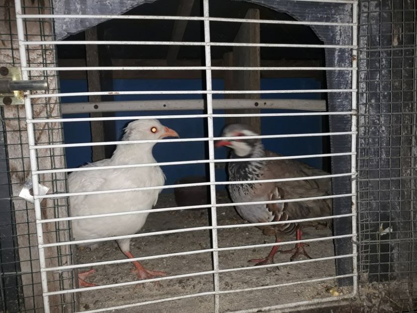  - Potarnichi de stanca