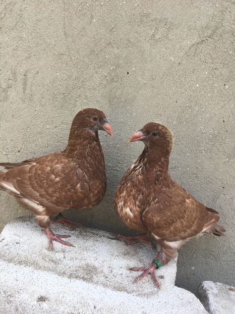 4C2EE07E-C724-4ABA-AB6A-C80BCE6E5CE9 - Pui g homer 2019