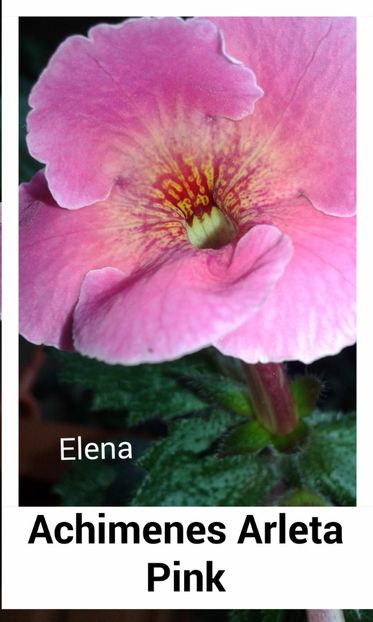 2_ Arleta Pynk - 2019 - ACHIMENES