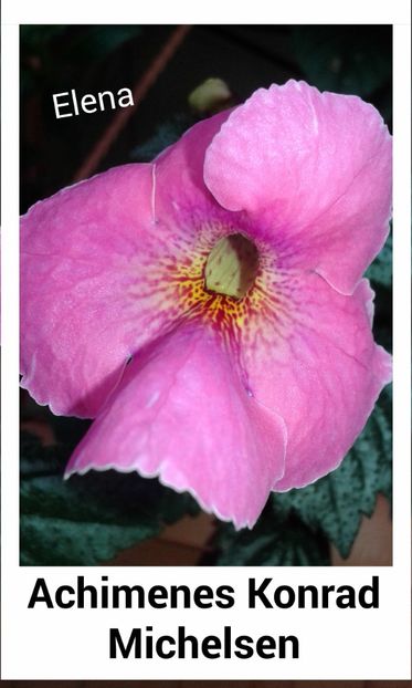 3_ Konrad Michelsen_ - 2019 - ACHIMENES