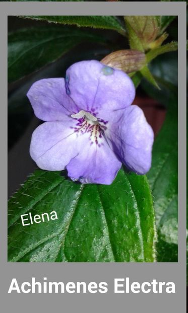 14_ Electra - 2019 - ACHIMENES