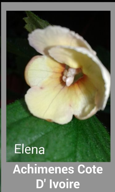 15_ Cote D_Ivoire - 2019 - ACHIMENES